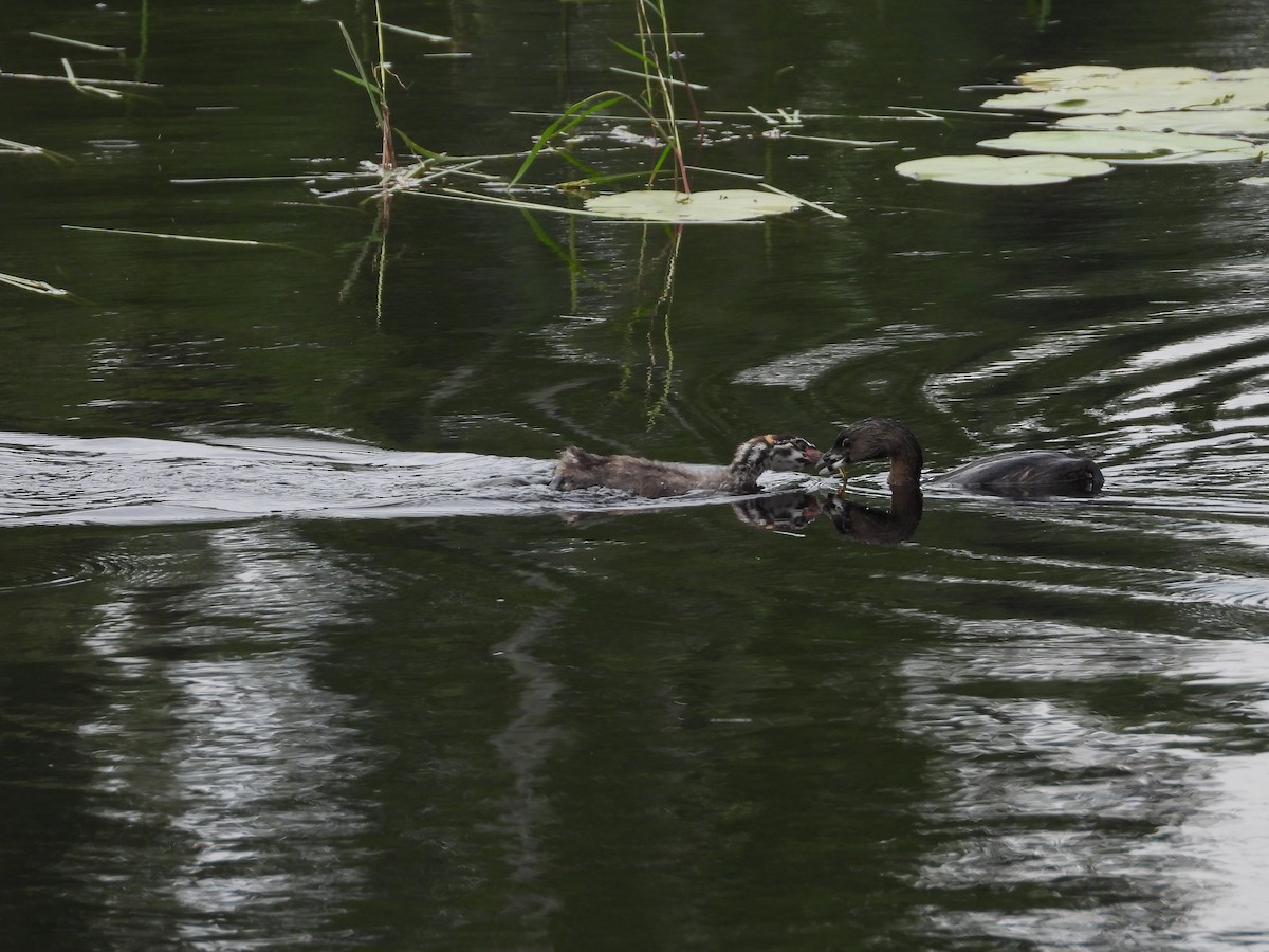 Pied-billed Grebe - Jim Lind