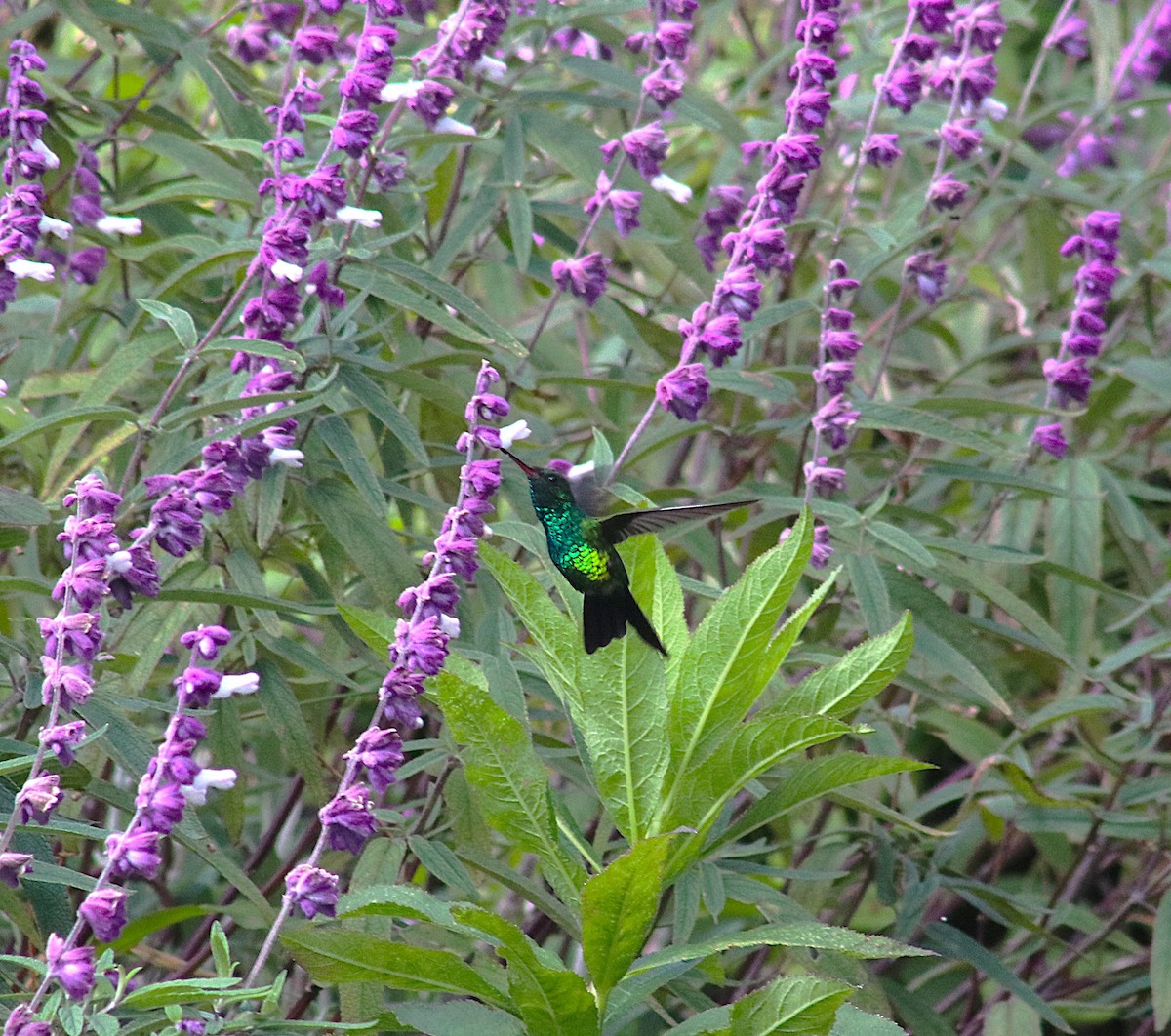 Canivet's Emerald - ML623241134