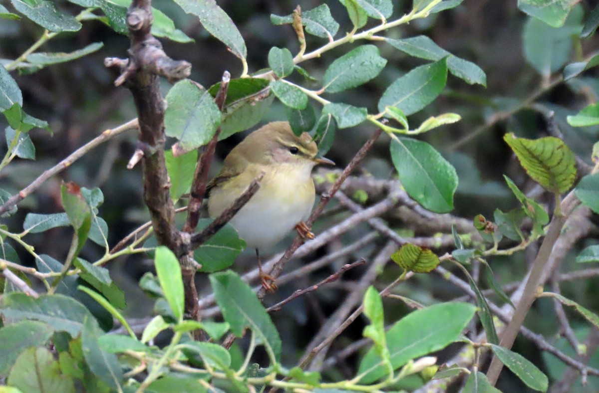 Willow Warbler - ML623241196