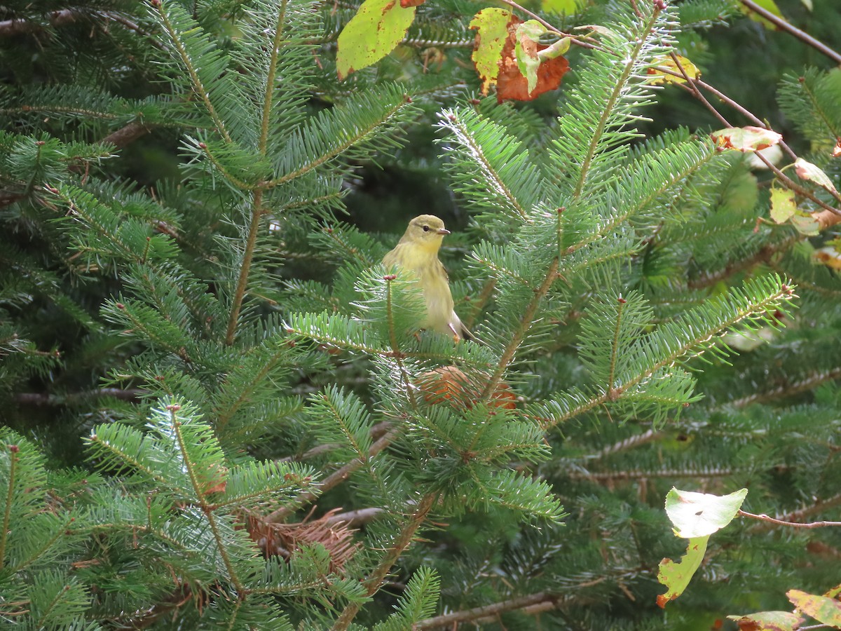 Blackpoll Warbler - ML623241201