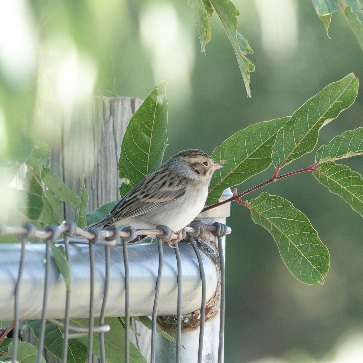 Clay-colored Sparrow - ML623241204