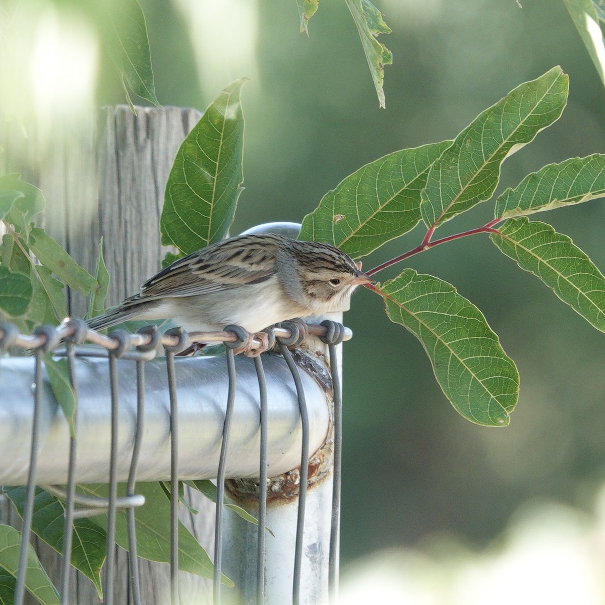 Clay-colored Sparrow - ML623241206