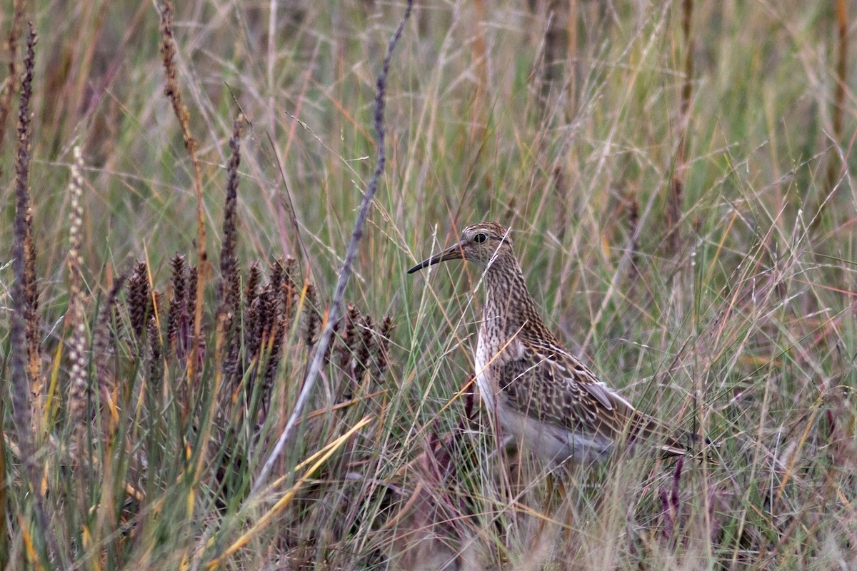Pectoral Sandpiper - ML623241213