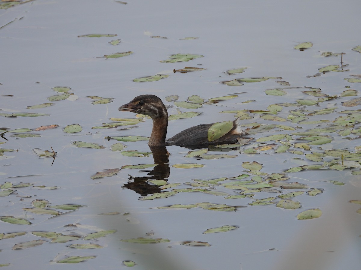 Pied-billed Grebe - ML623241225