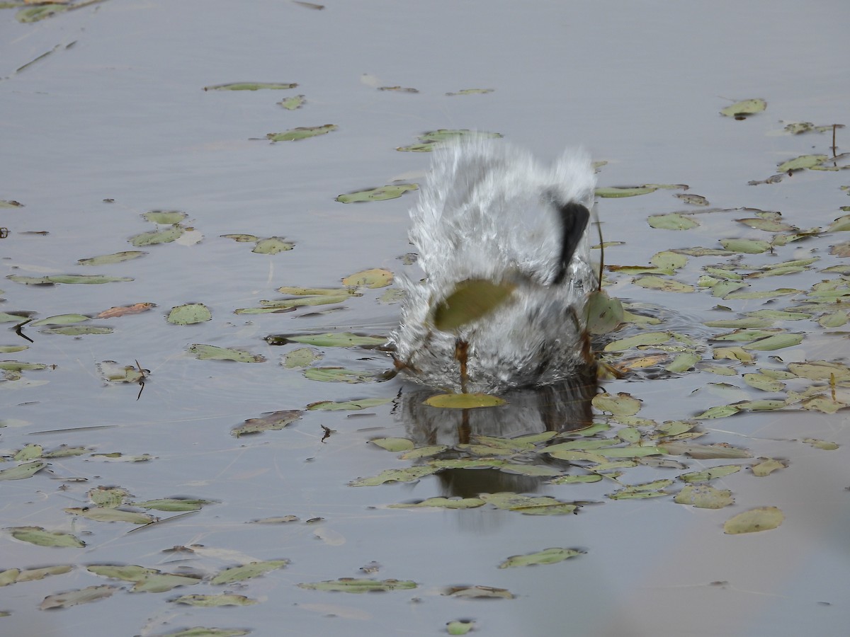 Pied-billed Grebe - ML623241231