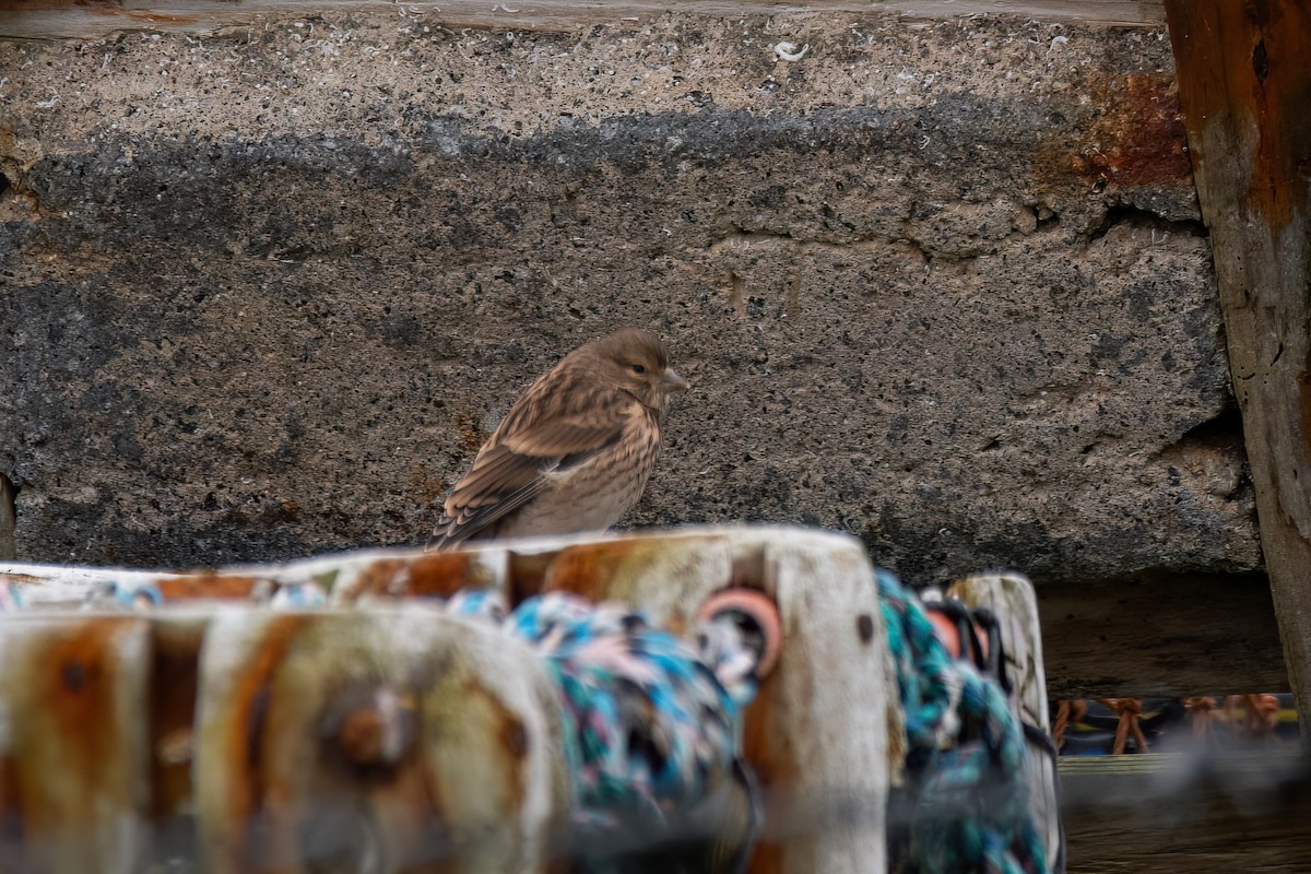 Twite - ML623241235