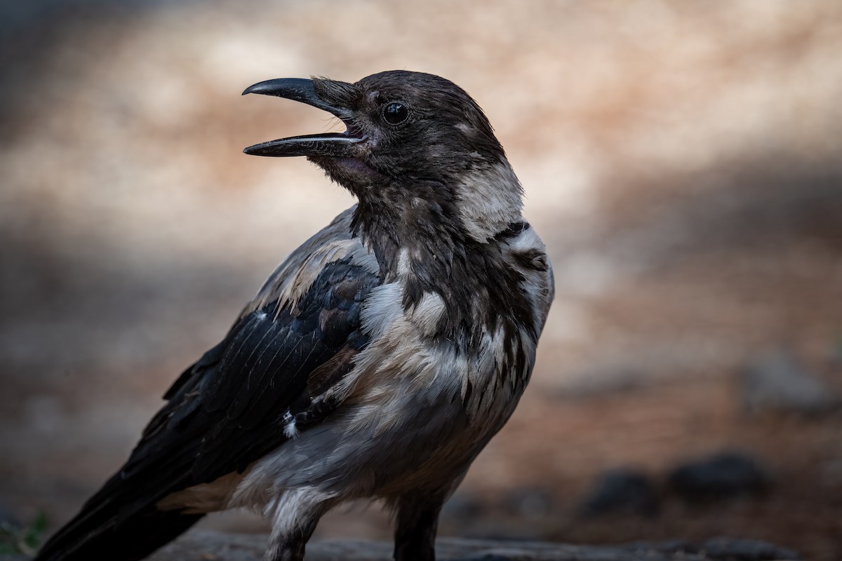 Hooded Crow (Hooded) - ML623241257