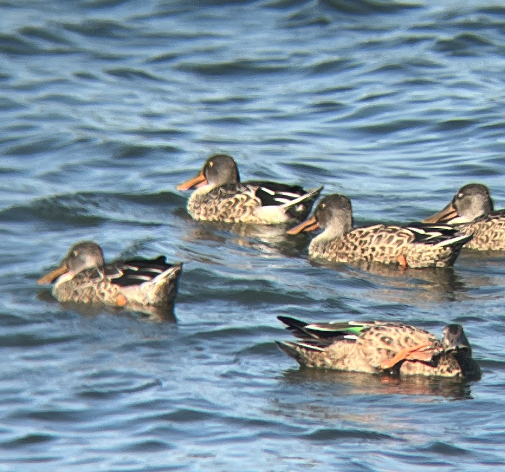 Northern Shoveler - ML623241262