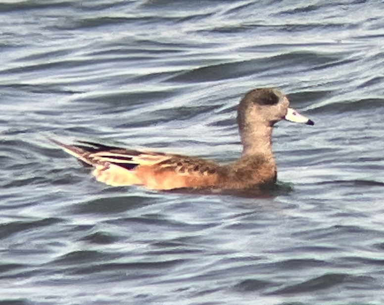 American Wigeon - ML623241276