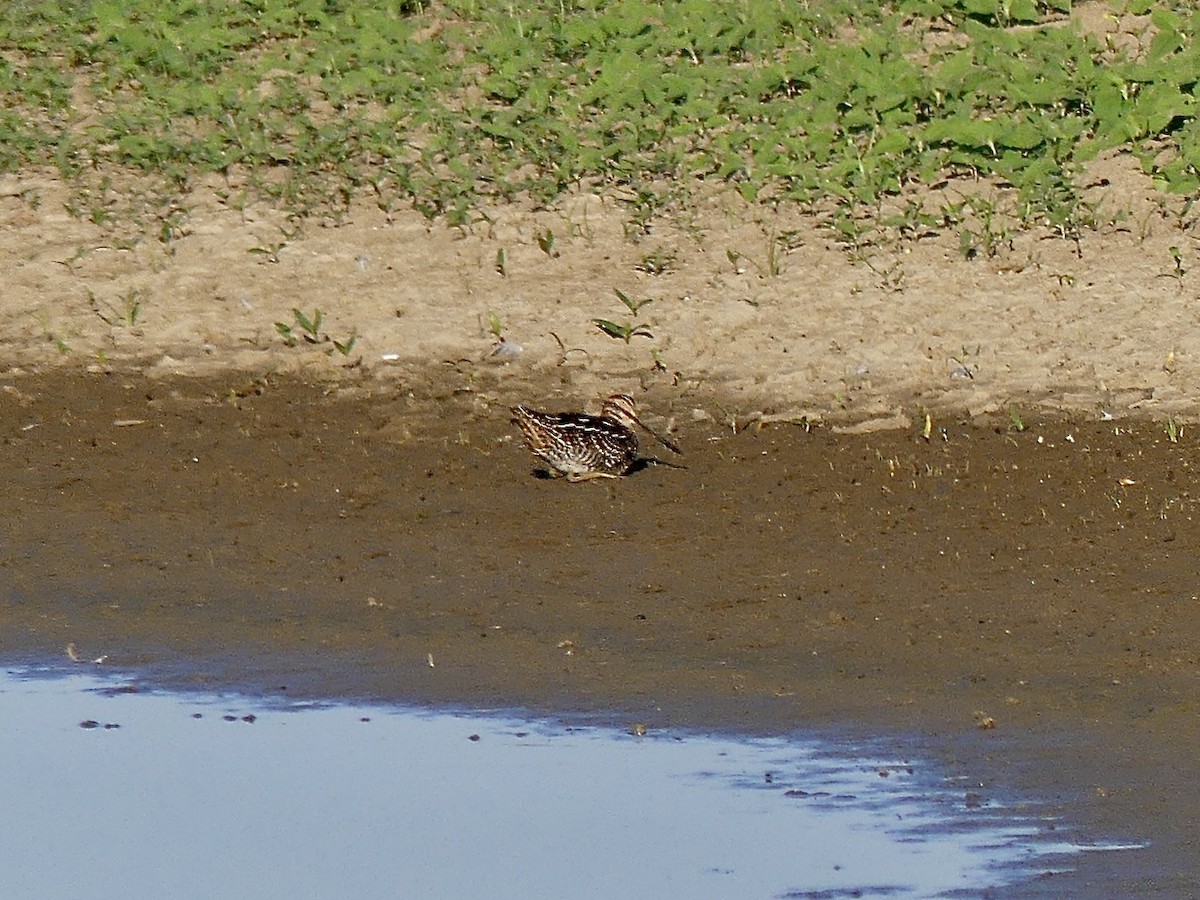 Wilson's Snipe - Charles  Crawford