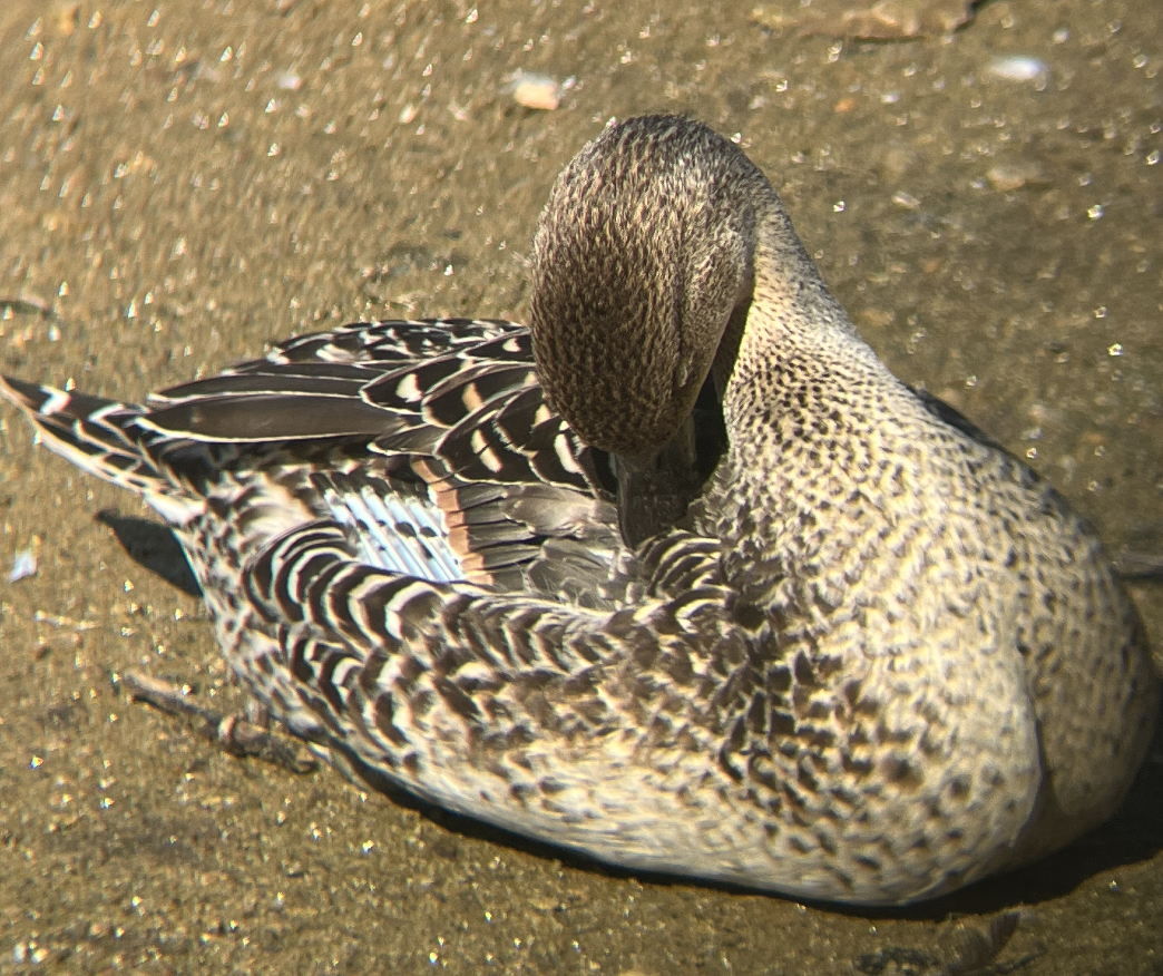 Northern Pintail - Ethan Kilmer