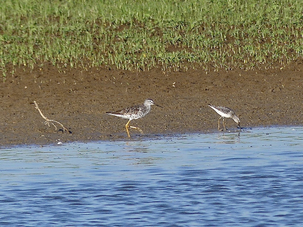 Greater Yellowlegs - ML623241320