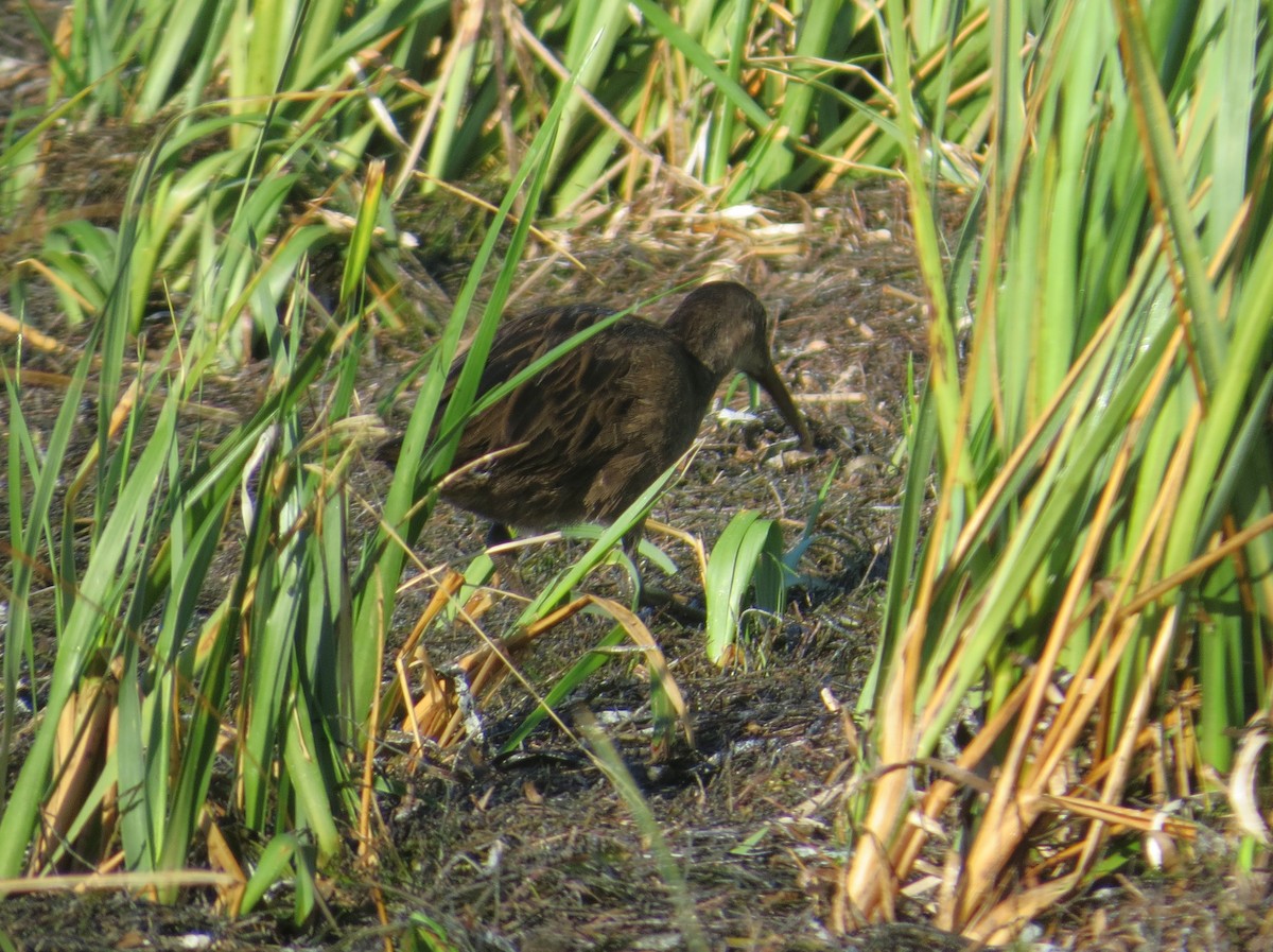 Virginia Rail - ML623241374