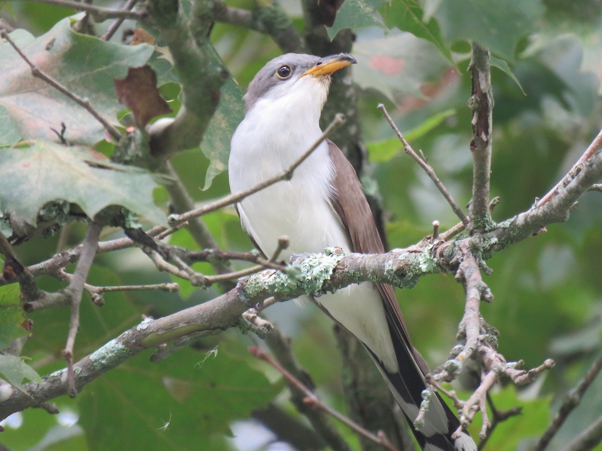 Yellow-billed Cuckoo - ML623241397