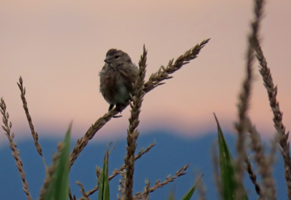 Eurasian Linnet - ML623241412