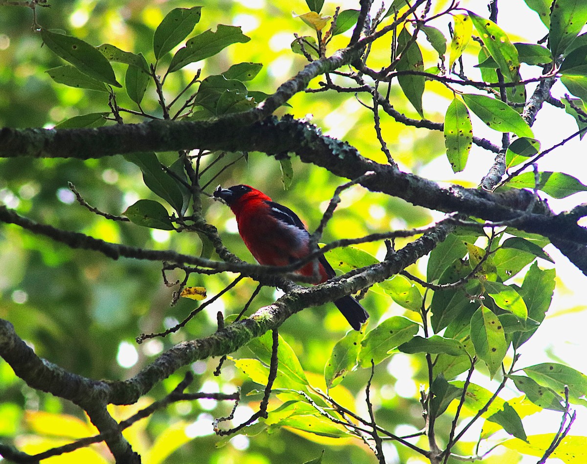 White-winged Tanager - ML623241413