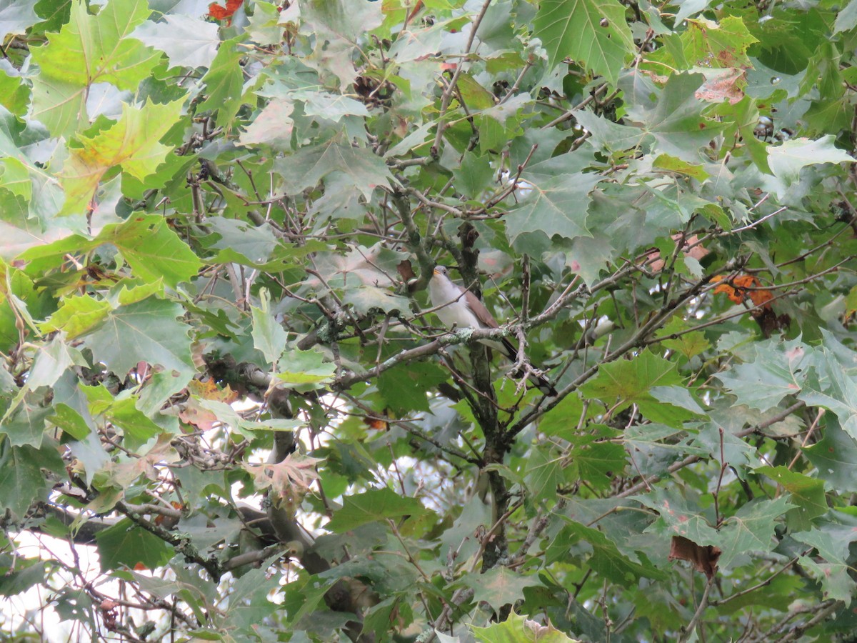 Yellow-billed Cuckoo - ML623241417