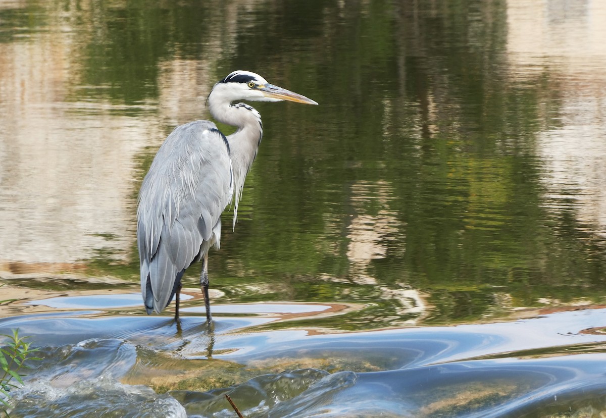 Gray Heron - ML623241421