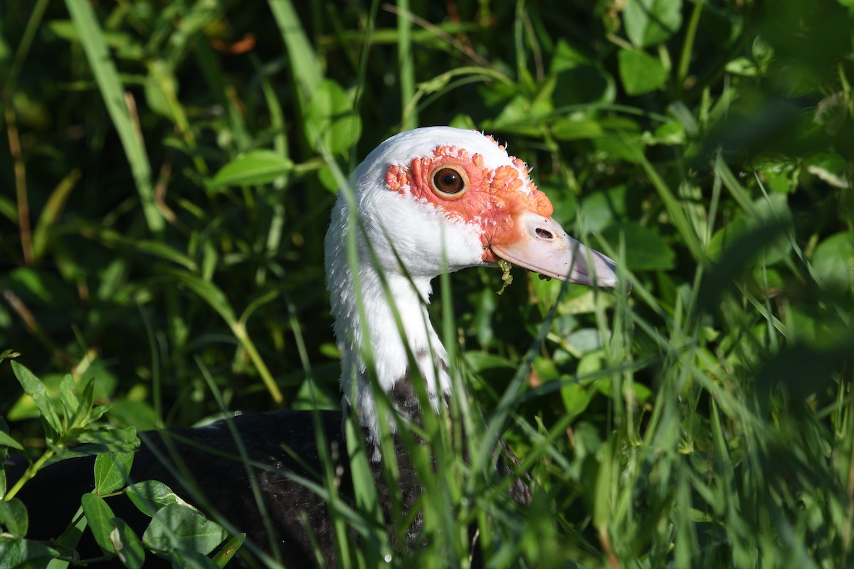 Muscovy Duck (Domestic type) - ML623241486