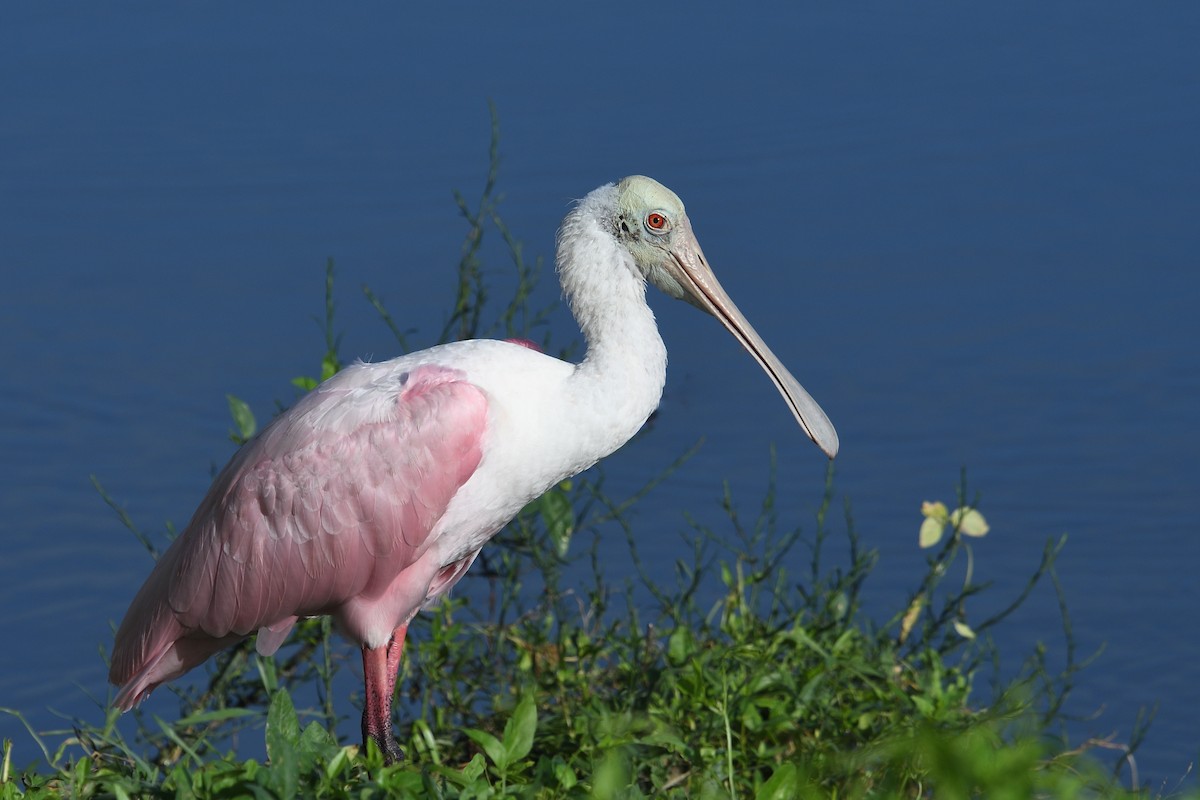 Roseate Spoonbill - ML623241492