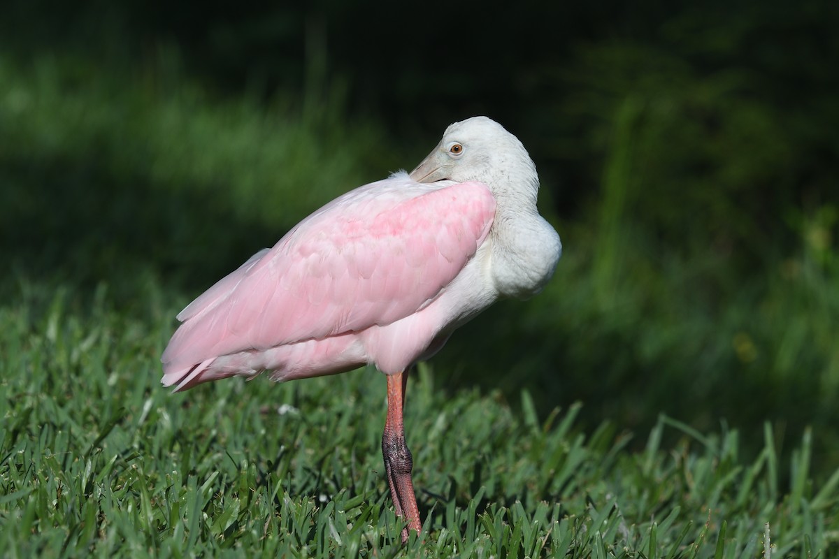 Roseate Spoonbill - ML623241494