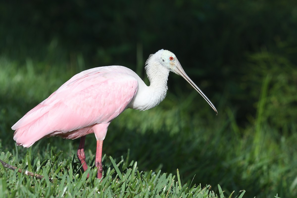 Roseate Spoonbill - ML623241495