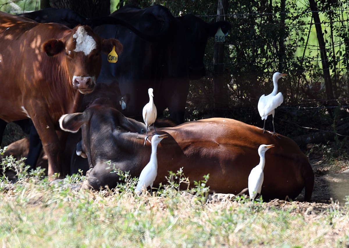 Western Cattle-Egret - ML623241527