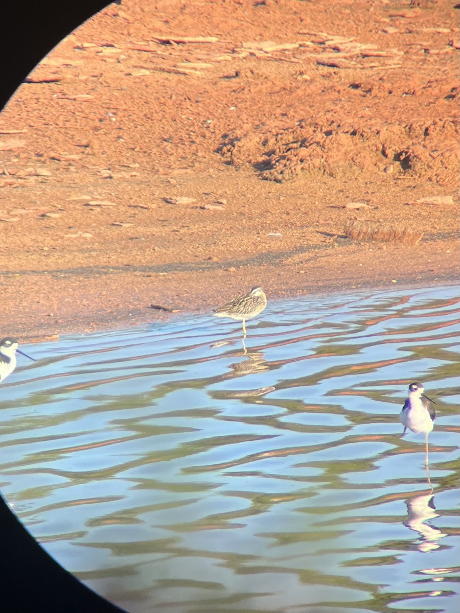 Long-billed Dowitcher - ML623241586