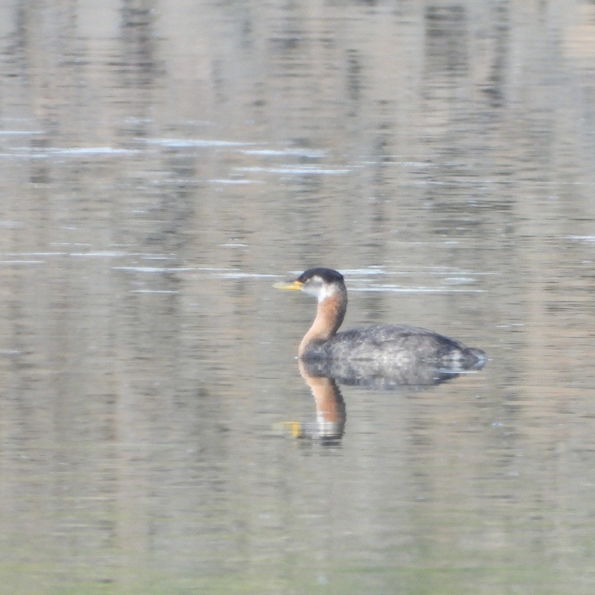 Red-necked Grebe - ML623241669