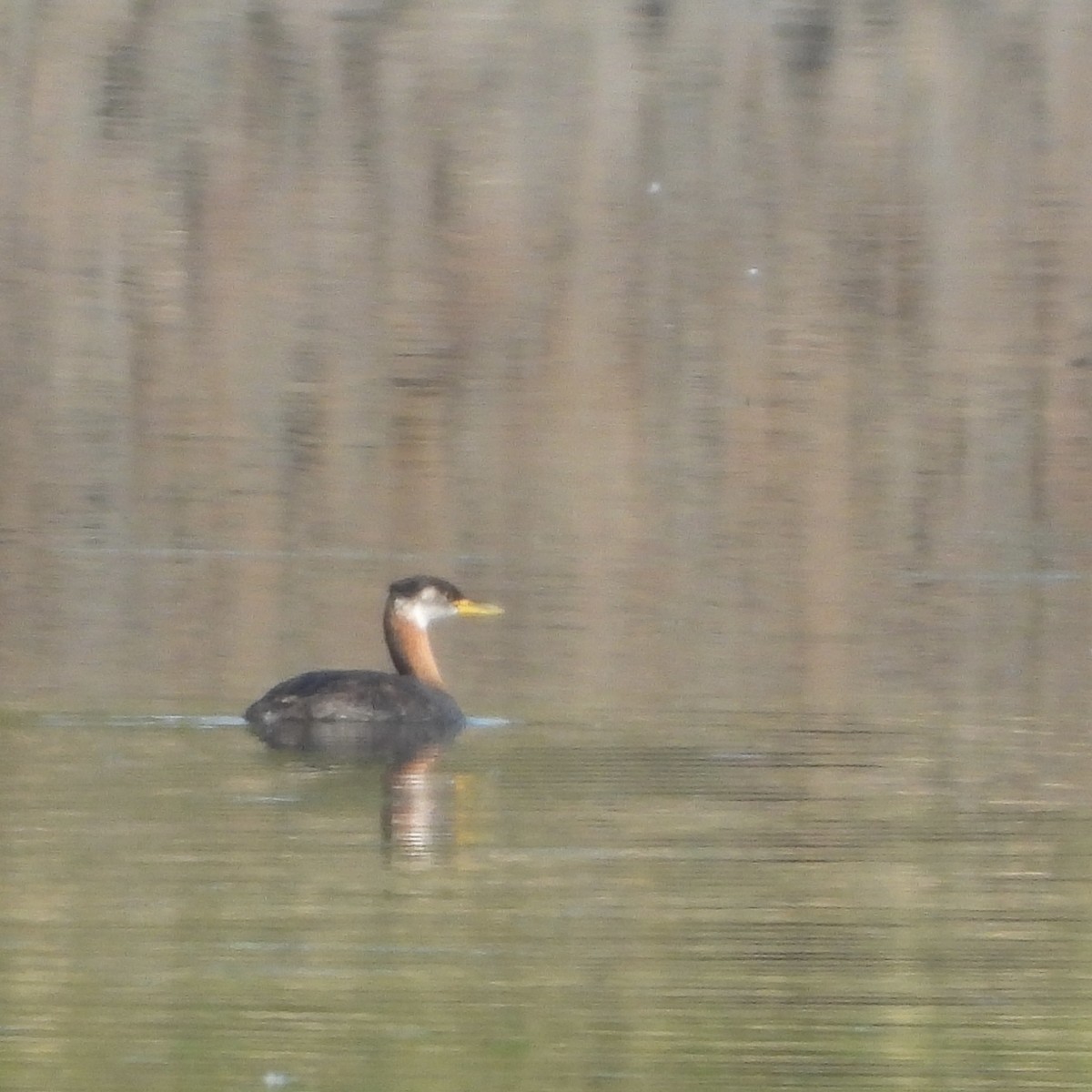 Red-necked Grebe - ML623241675