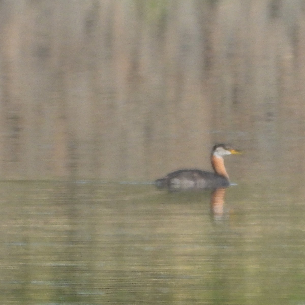 Red-necked Grebe - ML623241682