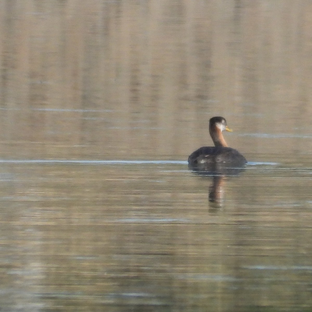 Red-necked Grebe - ML623241683