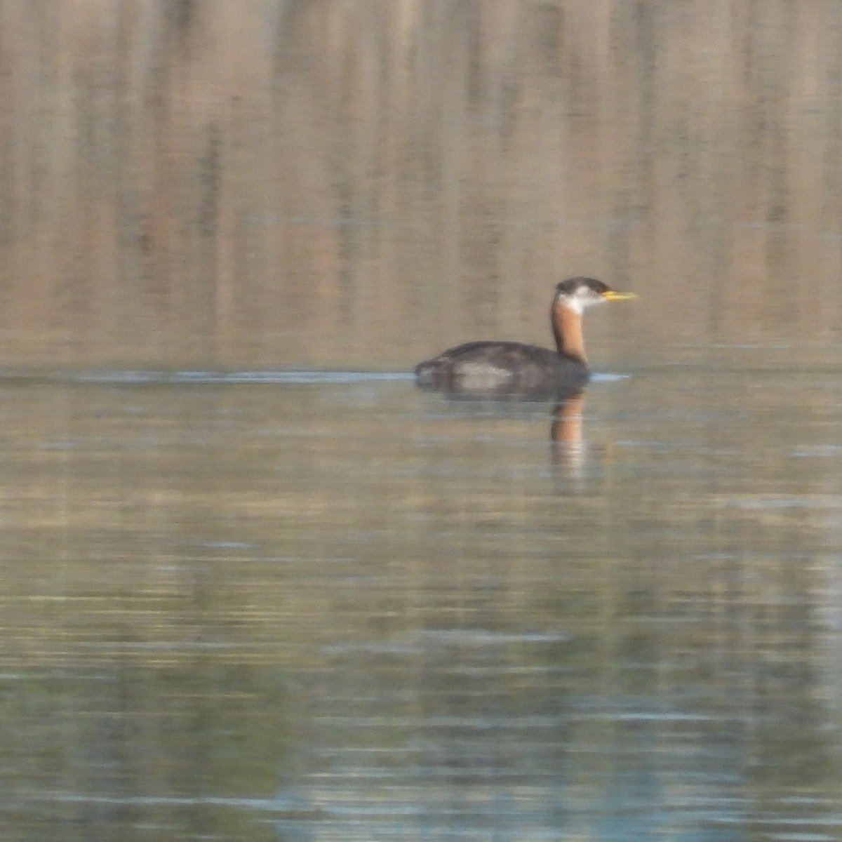 Red-necked Grebe - ML623241686