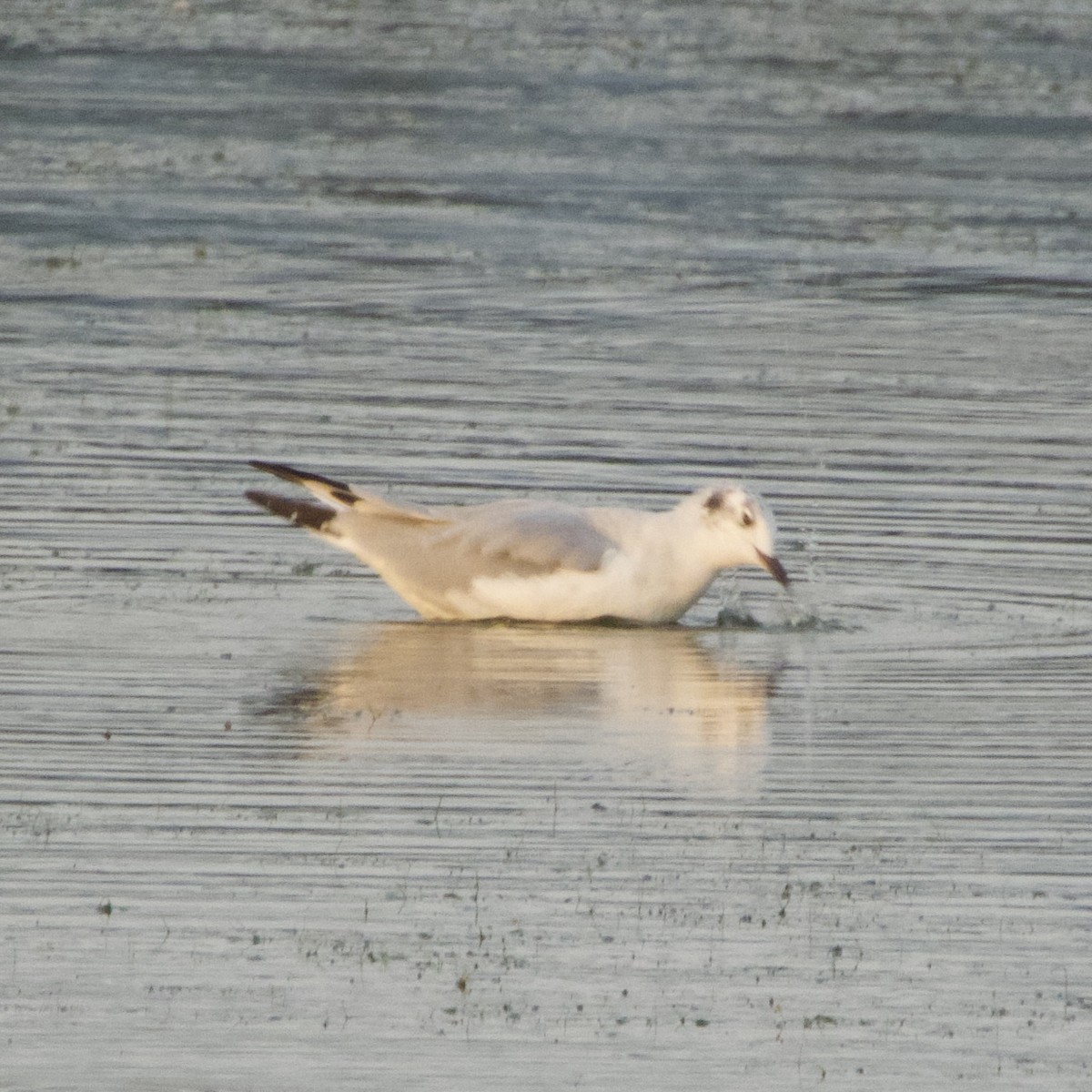 Bonaparte's Gull - ML623241730