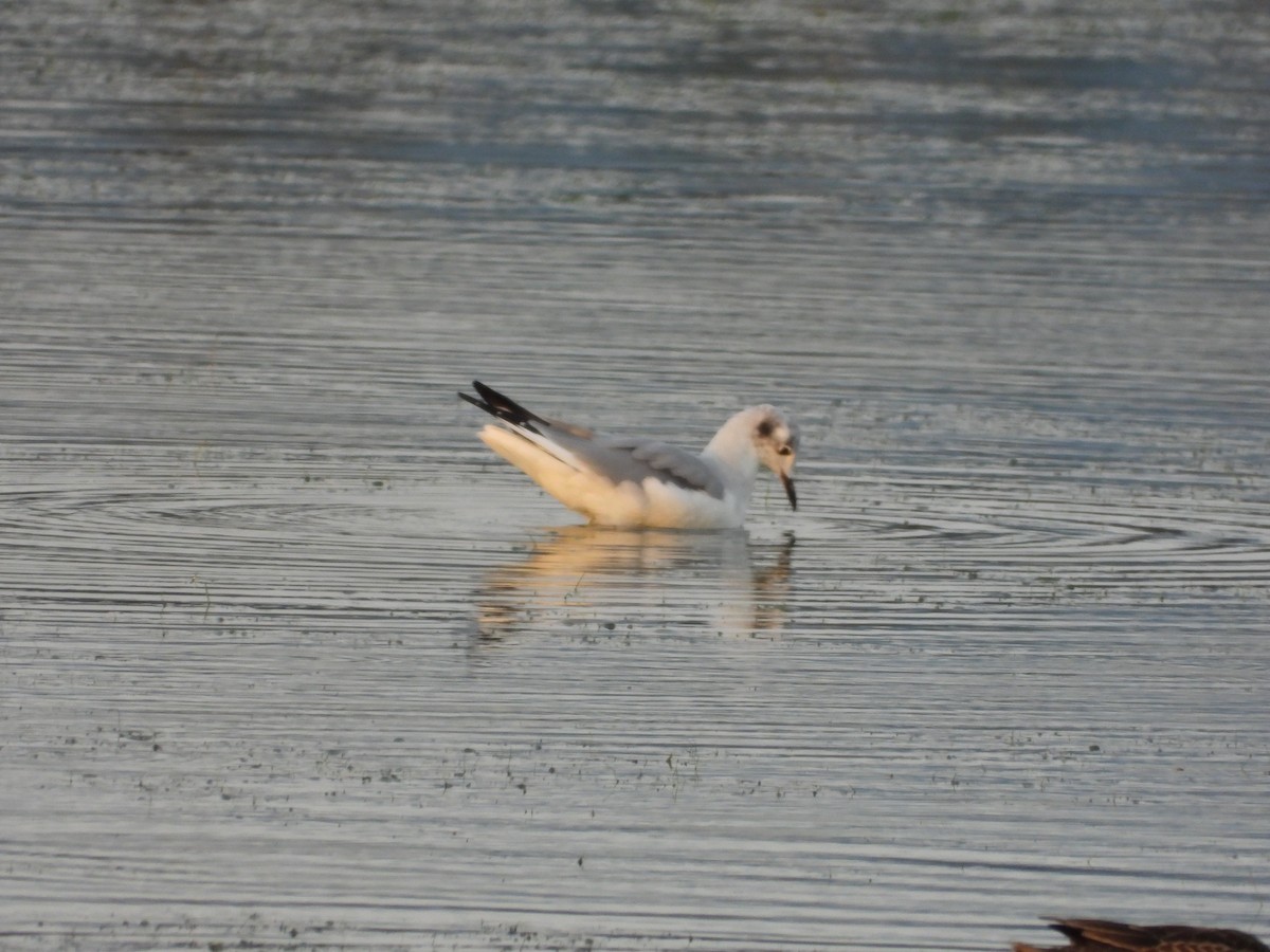 Bonaparte's Gull - ML623241732