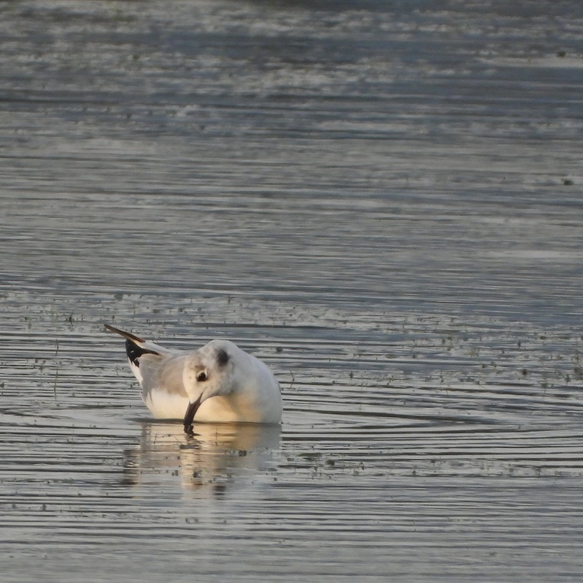 Bonaparte's Gull - ML623241740