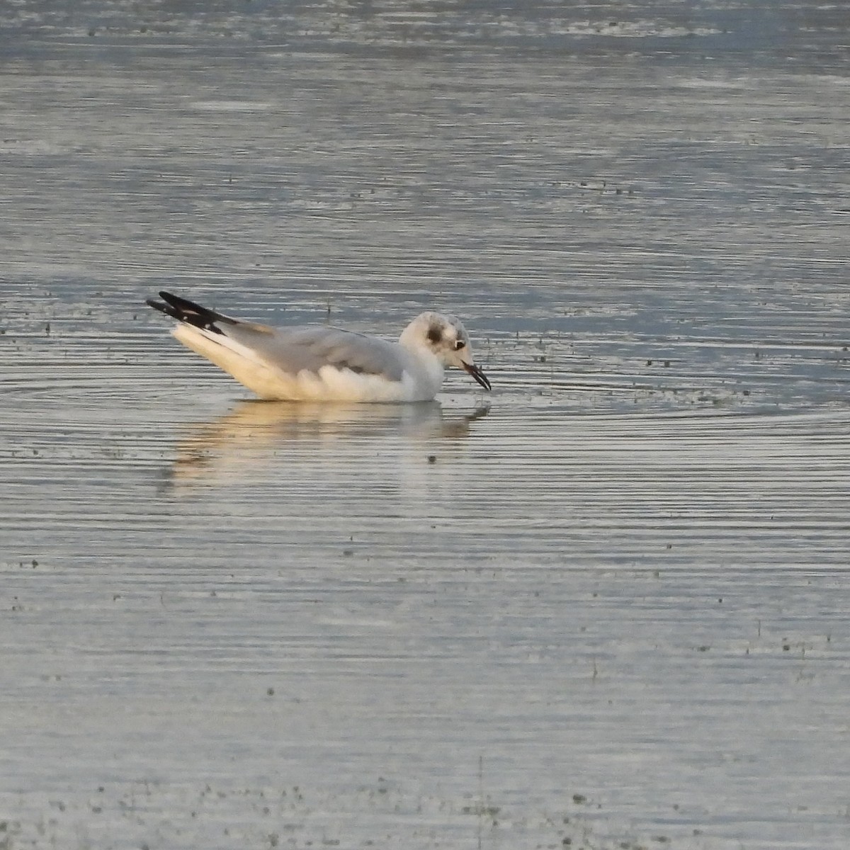 Bonaparte's Gull - ML623241753