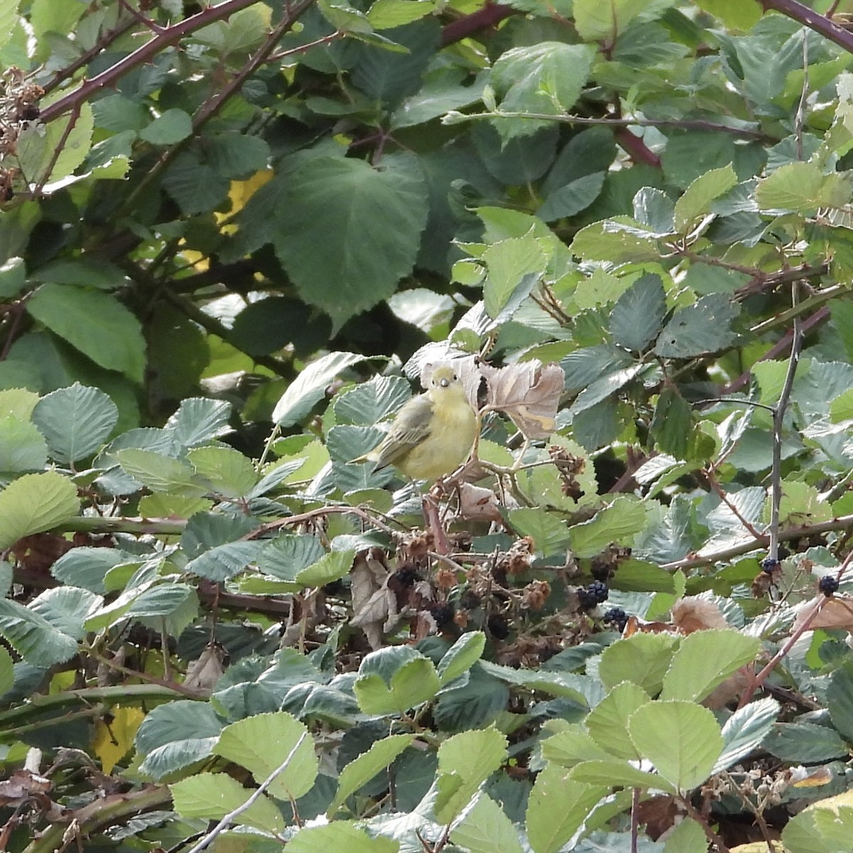 Yellow Warbler - ML623241796