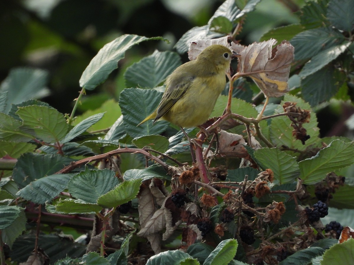 Yellow Warbler - W. Douglas Robinson