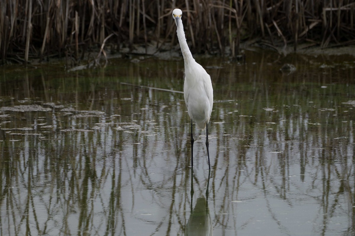 Aigrette neigeuse - ML623241808