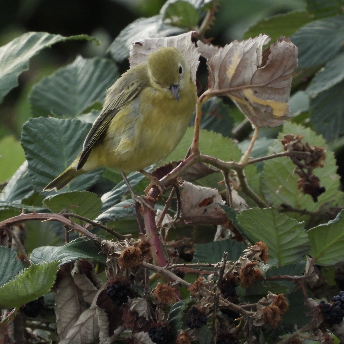 Yellow Warbler - W. Douglas Robinson