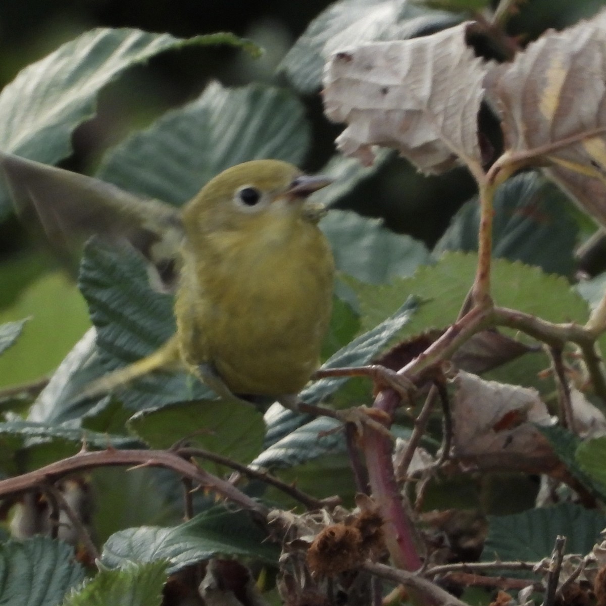 Yellow Warbler - ML623241826