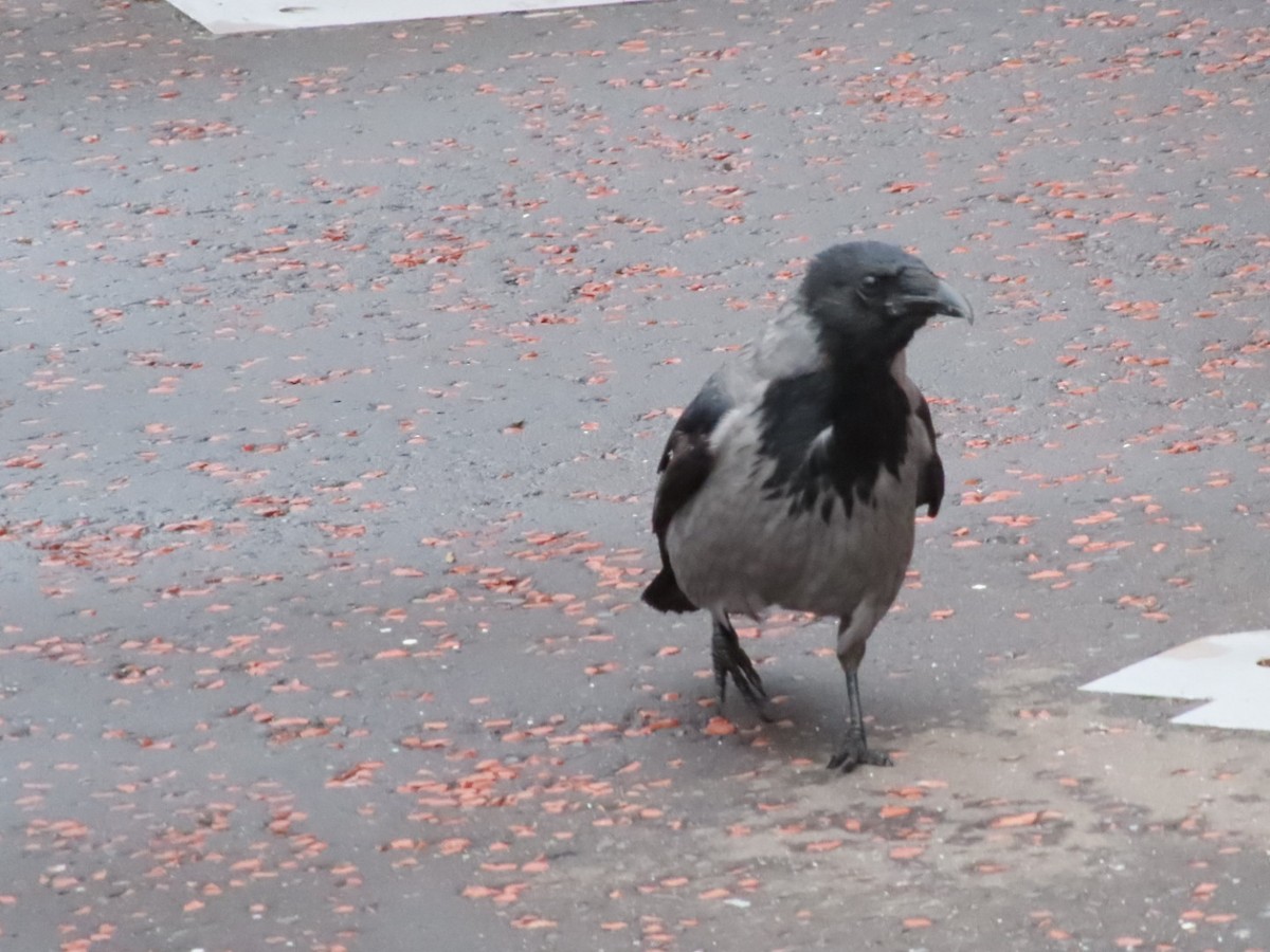 Hooded Crow - ML623241828