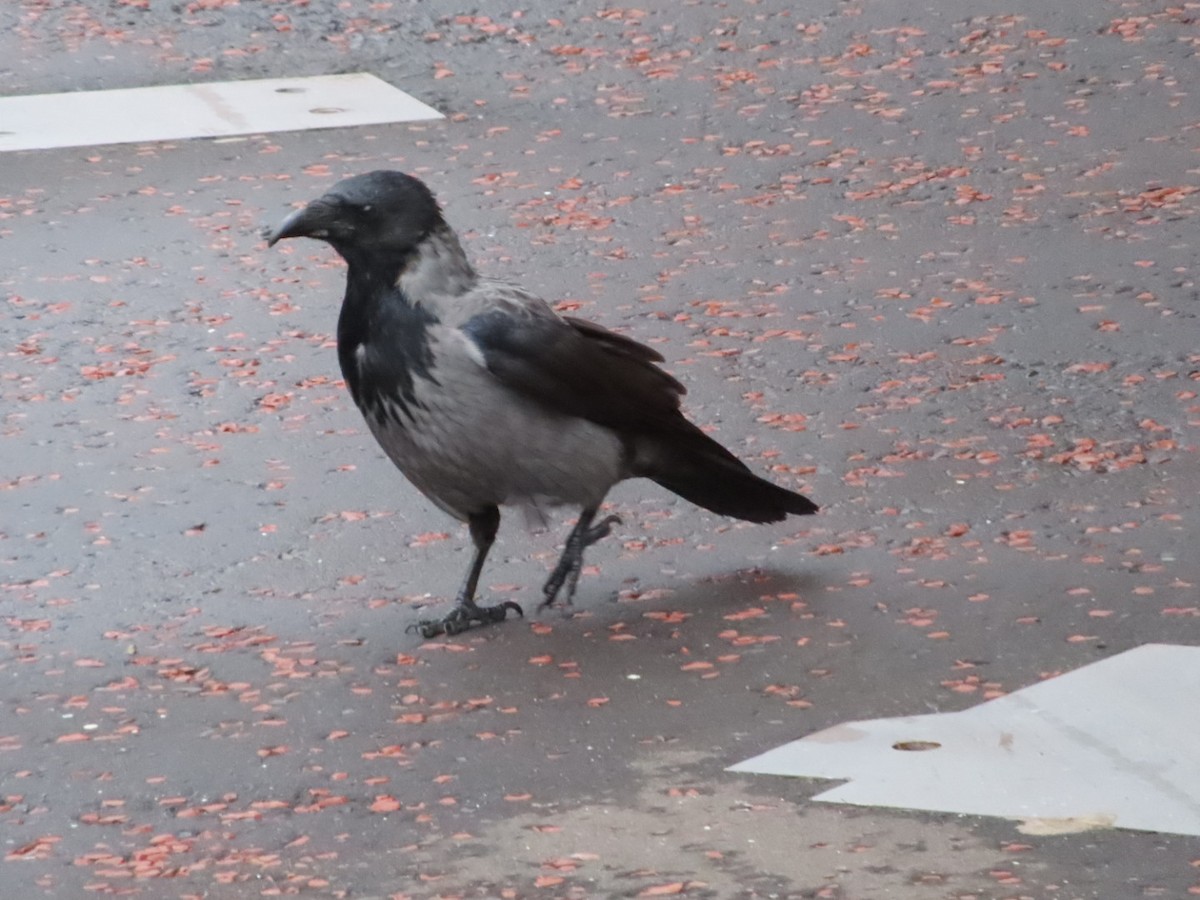 Hooded Crow - ML623241829