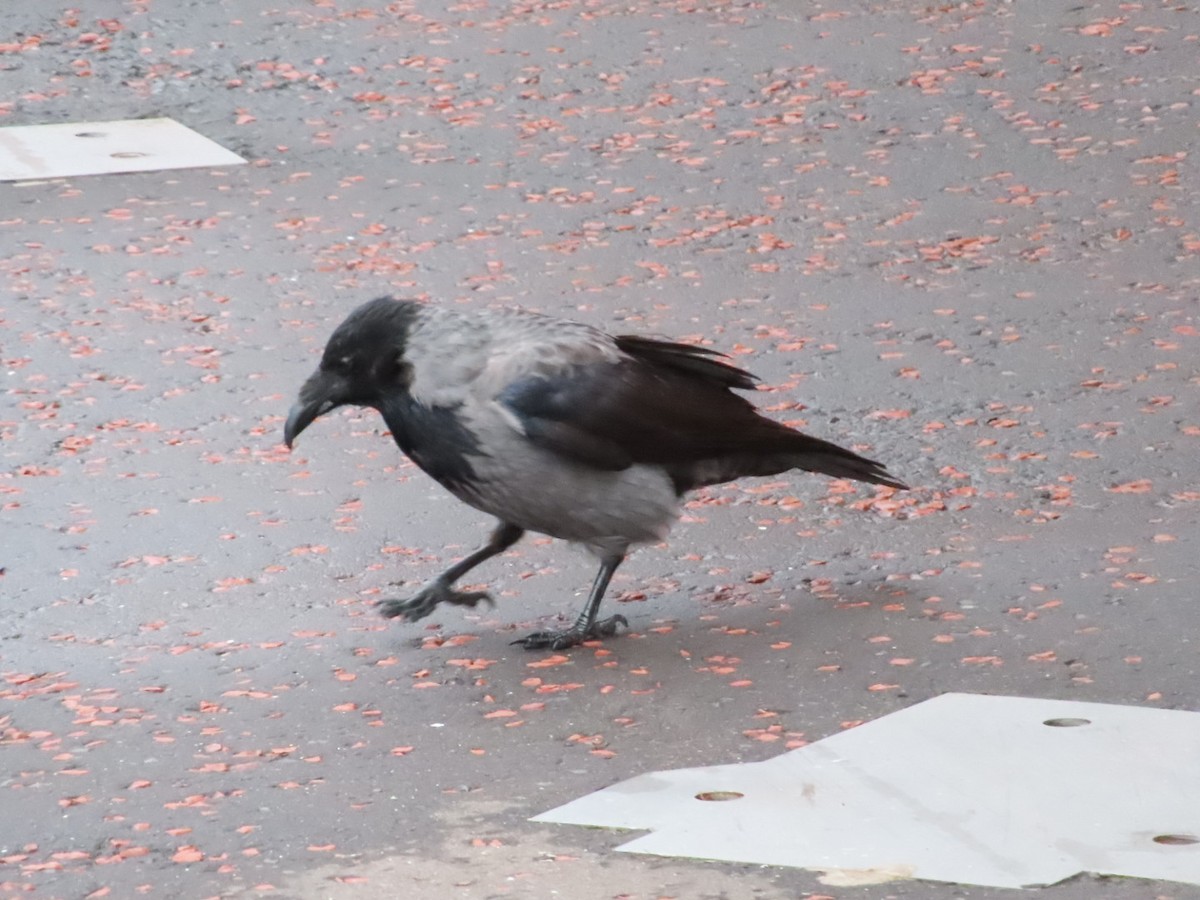 Hooded Crow - ML623241830