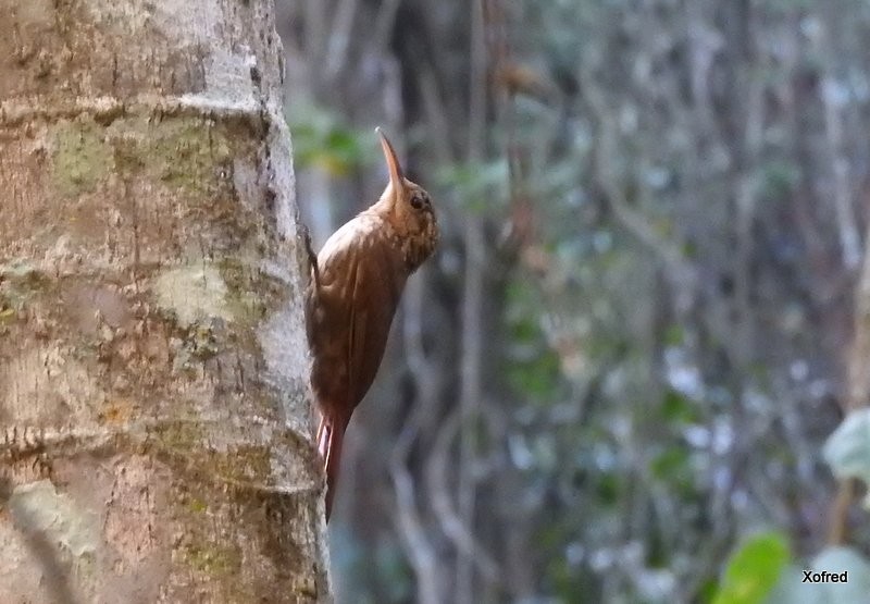 Ceara Woodcreeper - ML623241841