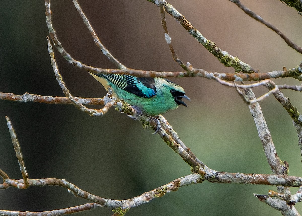 Metallic-green Tanager - Guillermo  Saborío Vega