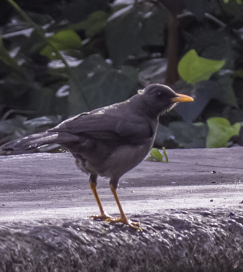 Great Thrush - David Hoar