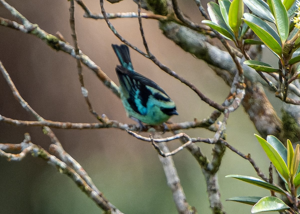 Metallic-green Tanager - ML623241845