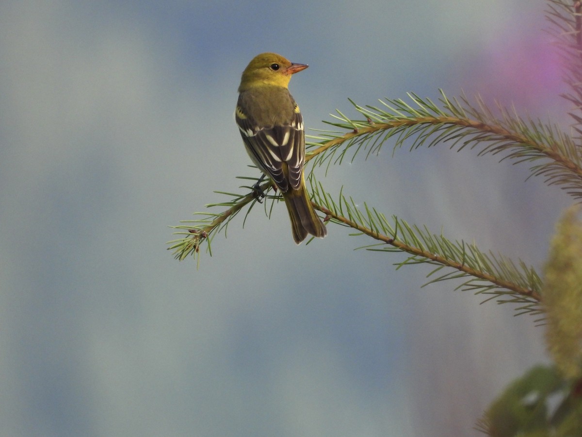 Western Tanager - ML623241877